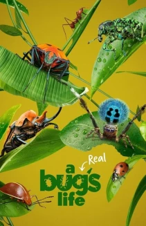 Watch A Real Bug's Life online