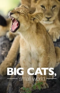 Watch Big Cats, Small World online