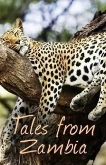 Watch Tales from Zambia online
