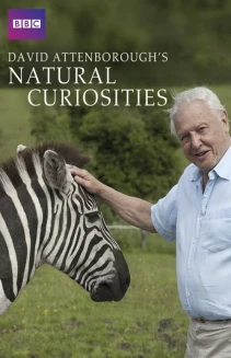 Watch David Attenborough's Natural Curiosities online