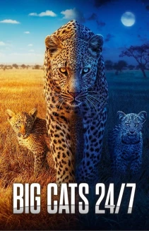 Watch Big Cats 24/7 online