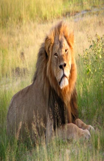 Cecil