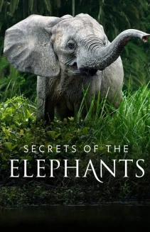 Watch Secrets of the Elephants online