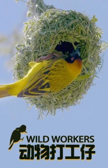 Watch Wild Workers online