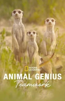 Watch Animal Genius online