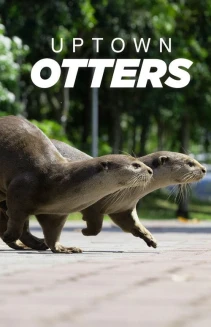 Watch Uptown Otters online